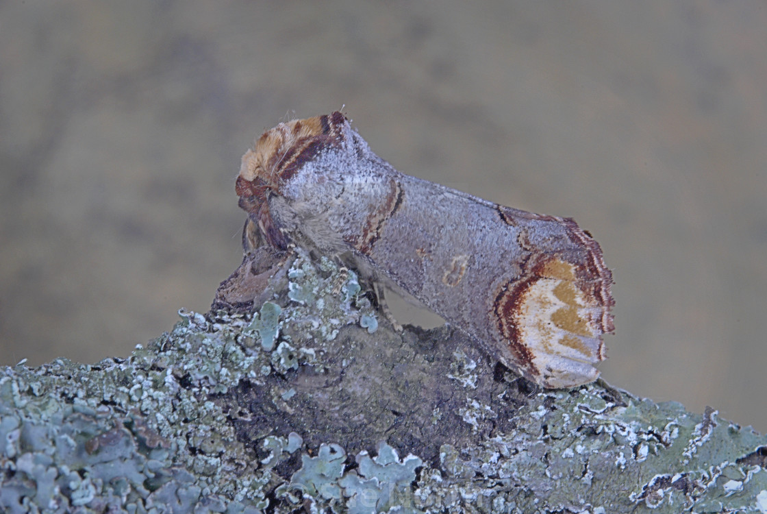 "Buff tip moth no 3" stock image