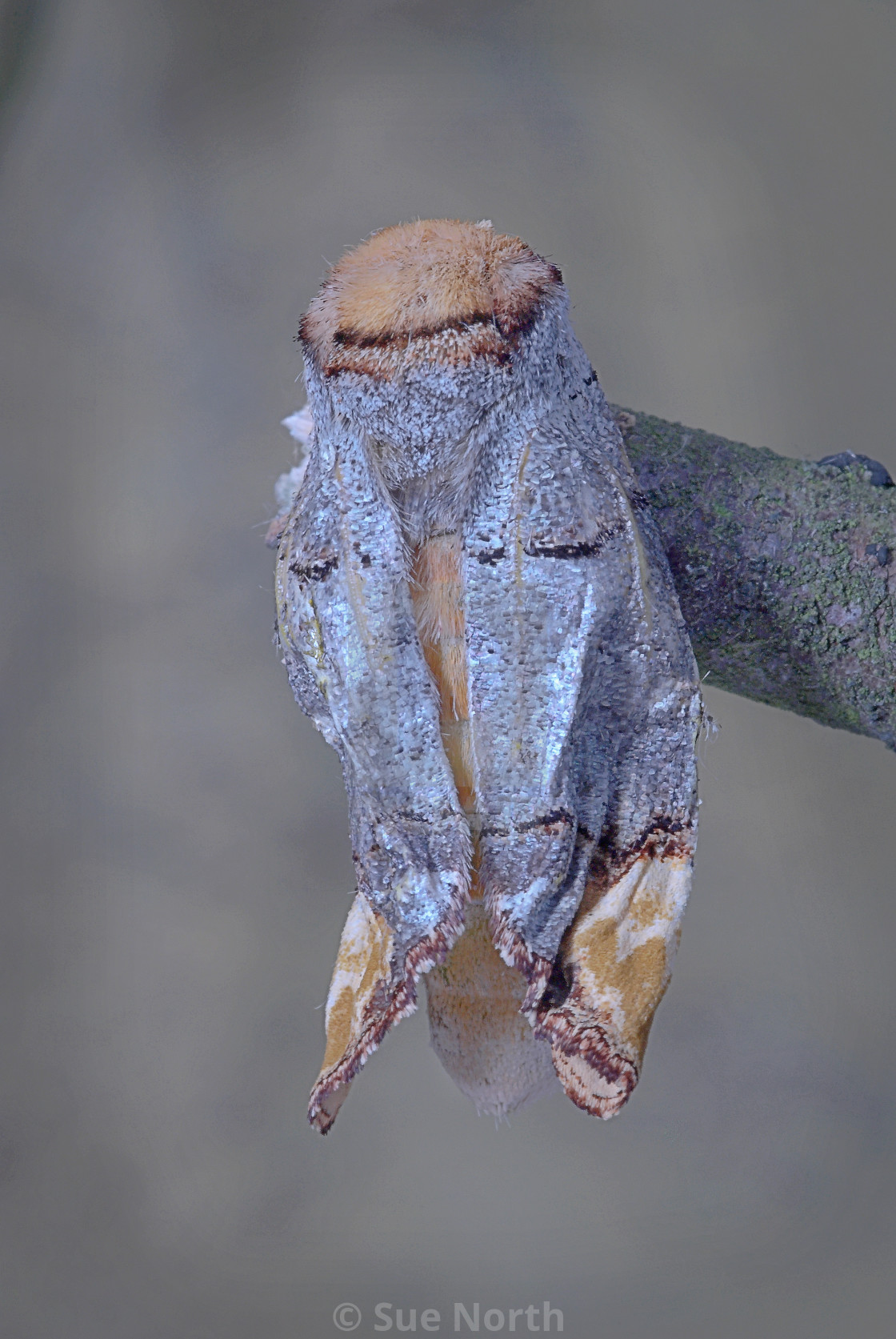 "Buff tip moth no 2" stock image