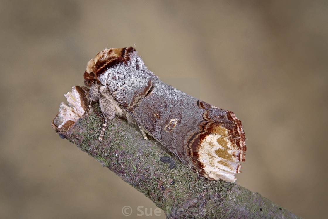 "Buff tip moth no 4" stock image