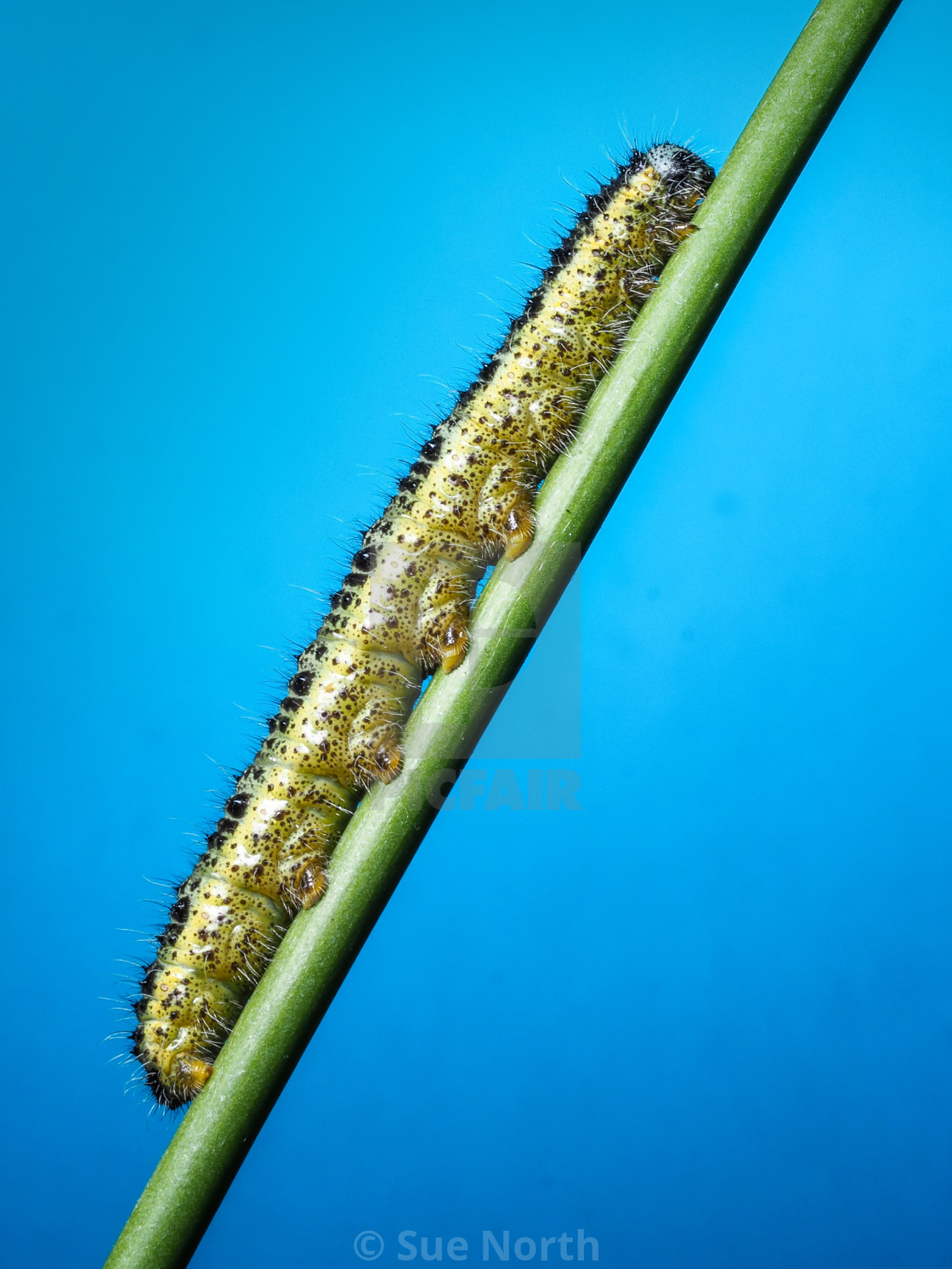 "Cabbage white butterfly caterpillar no 3" stock image