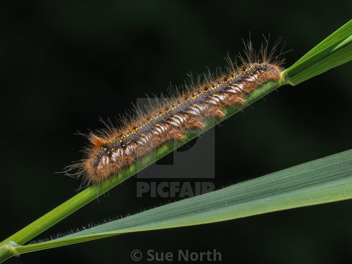 "Drinker moth caterpillar Euthrix potatoria. no 2" stock image