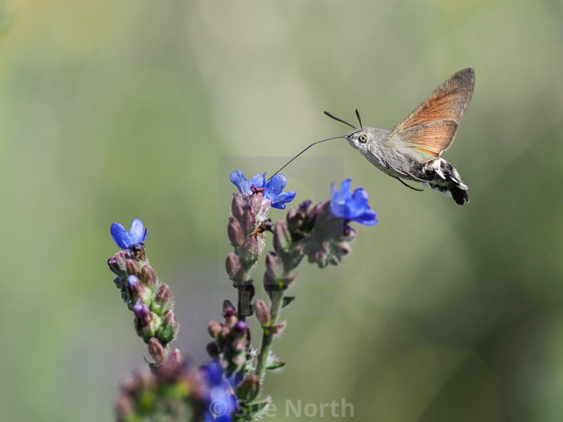 "Hummingbird hawk moth Macroglossum stellatarum" stock image