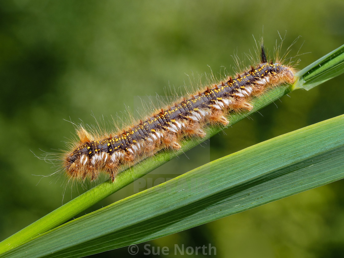 "Drinker moth caterpillar Euthrix potatoria. no 1" stock image