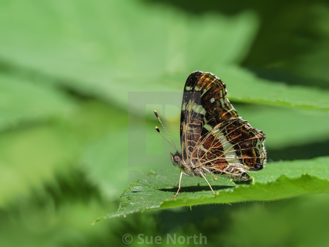 "Map Butterfly Araschnia levana f. prorsa" stock image