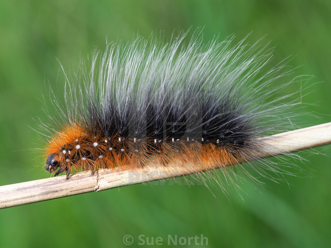 "Garden tiger moth caterpillar no 1" stock image