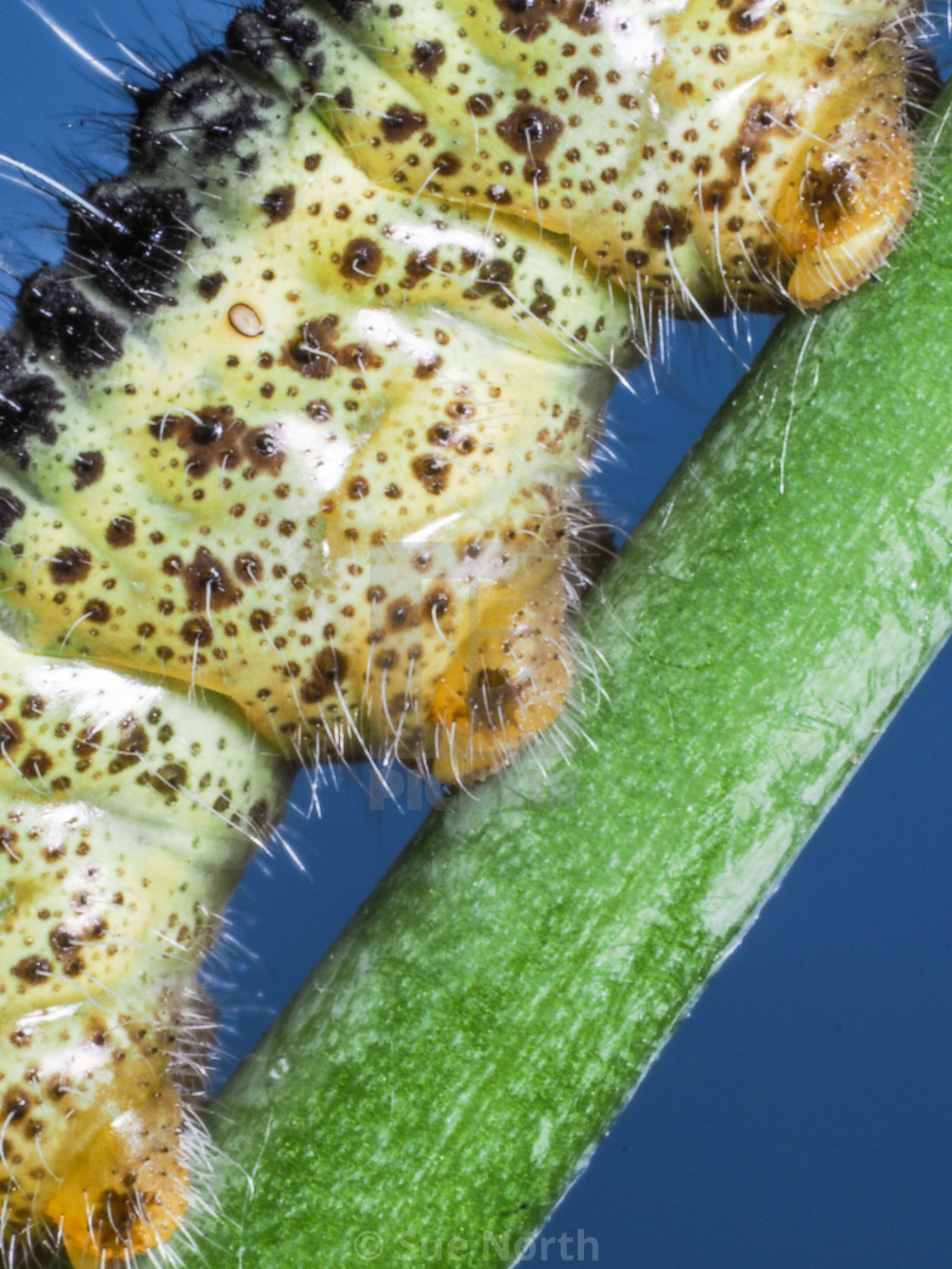 "Cabbage white butterfly caterpillar no 2" stock image