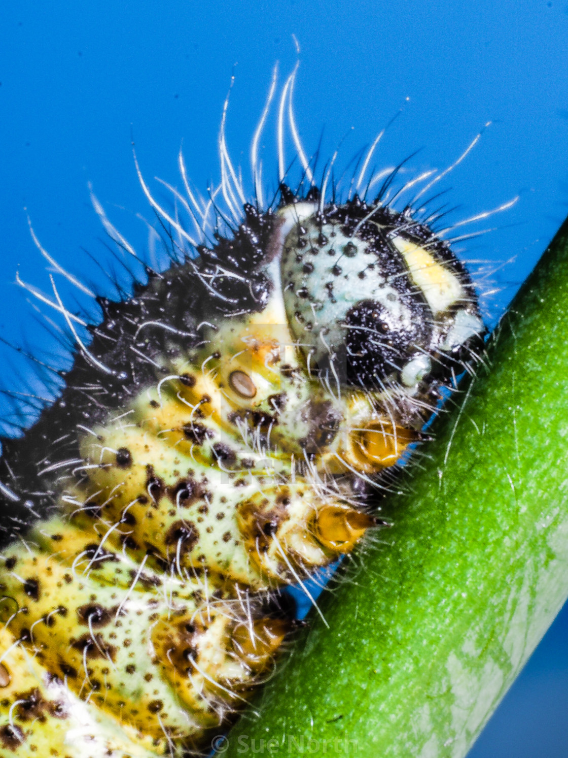 "Cabbage white butterfly caterpillar no 1" stock image