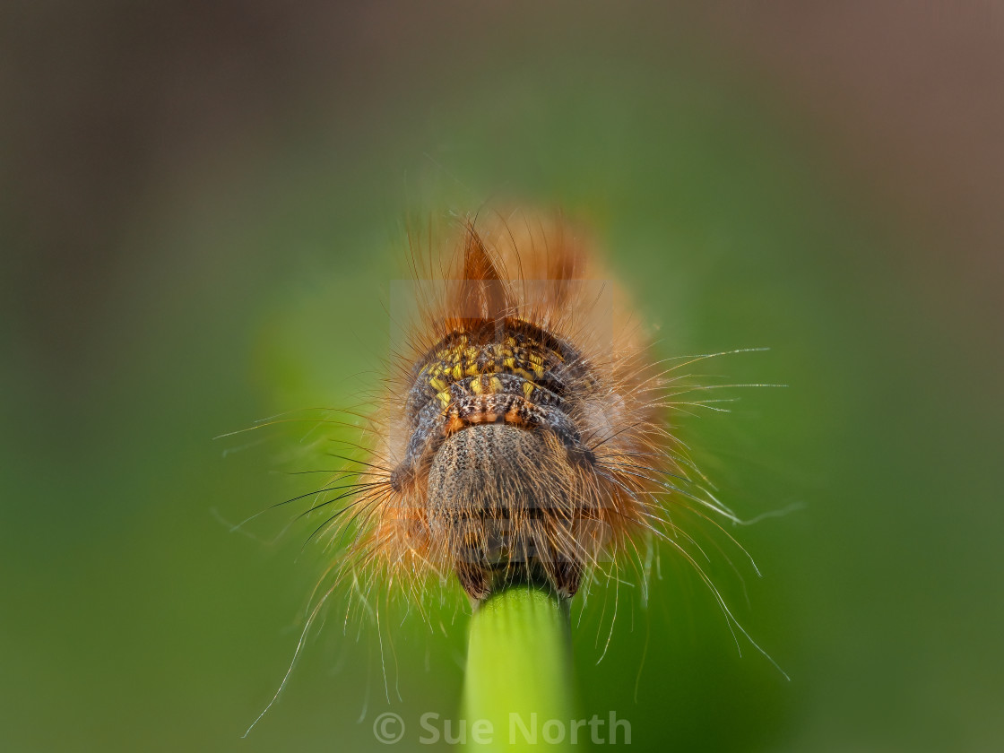 "Drinker moth caterpillar Euthrix potatoria. no 4" stock image