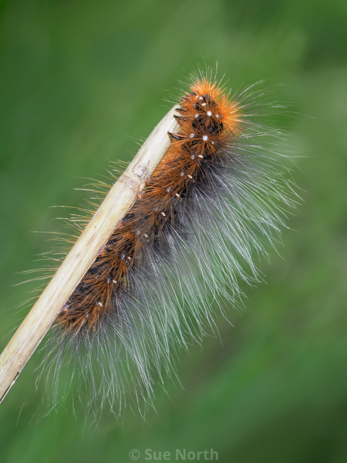 "Garden tiger moth caterpillar no 2" stock image