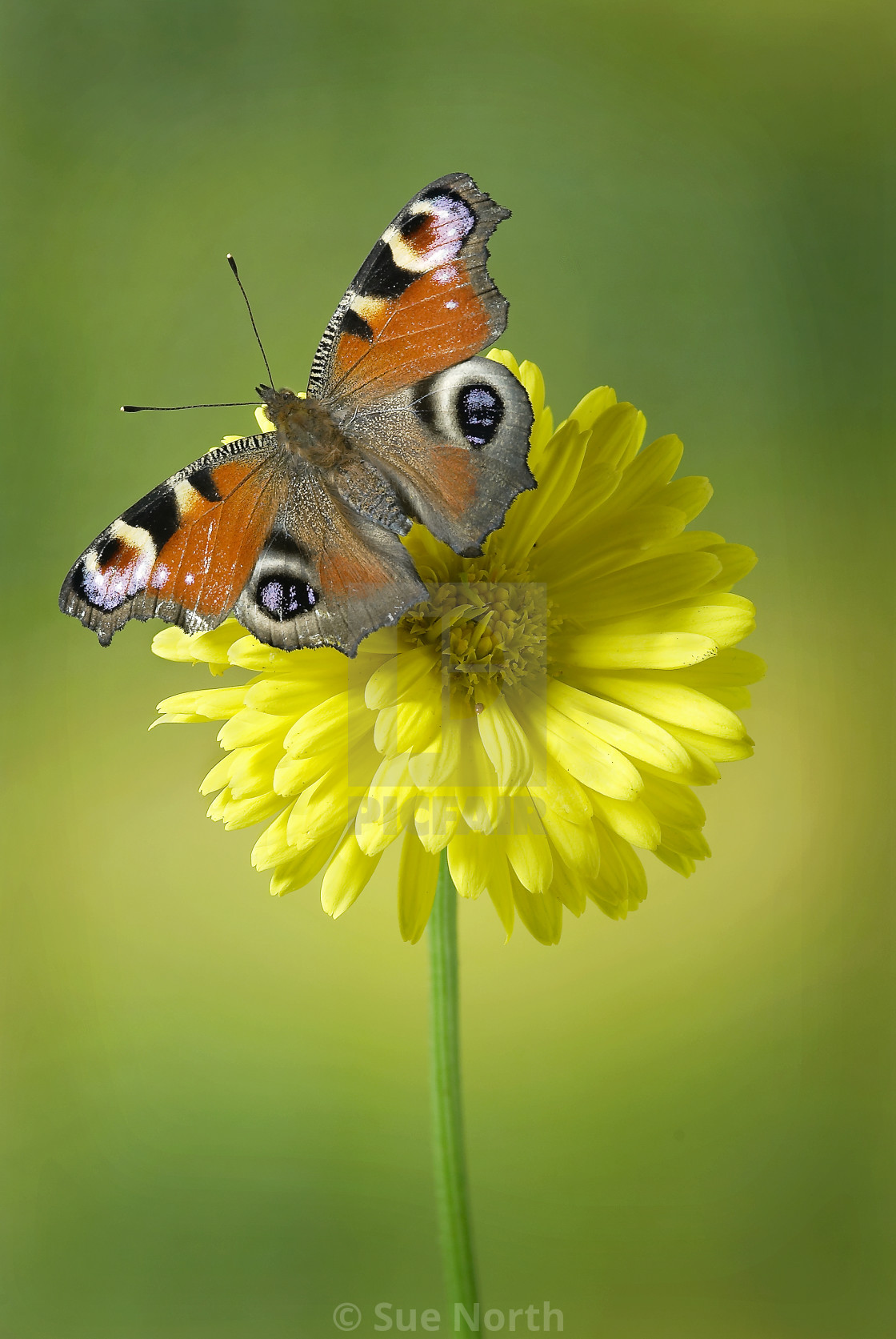 "Peacock butterfly Aglais io no 4" stock image