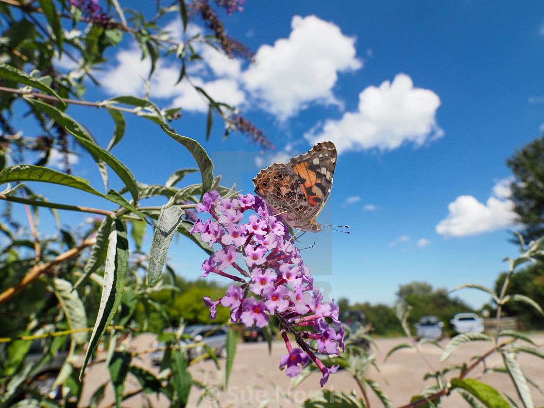 "Painted lady butterfly Vanessa cardui no 7" stock image