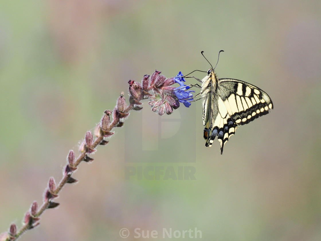 "Swallowtail butterfly Papilio machaon no 1" stock image