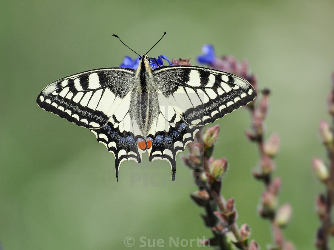 "Swallowtail butterfly Papilio machaon no 2" stock image