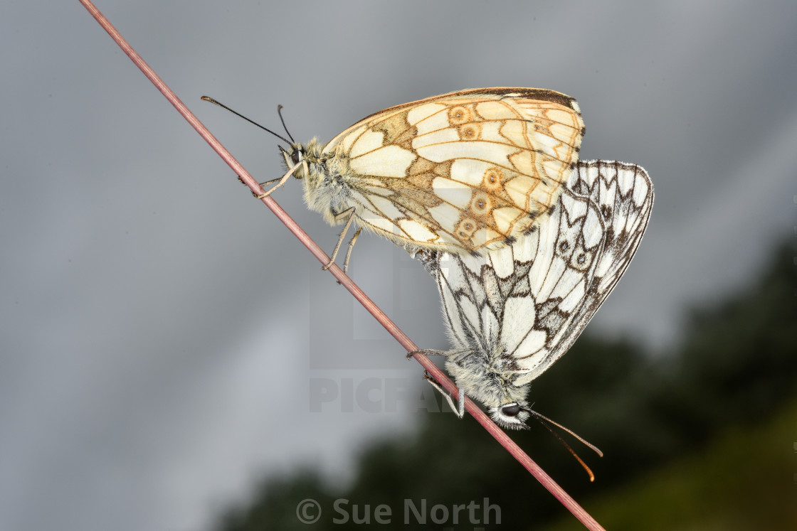 "Marbled White butterfly Melanargia galathea no 1" stock image