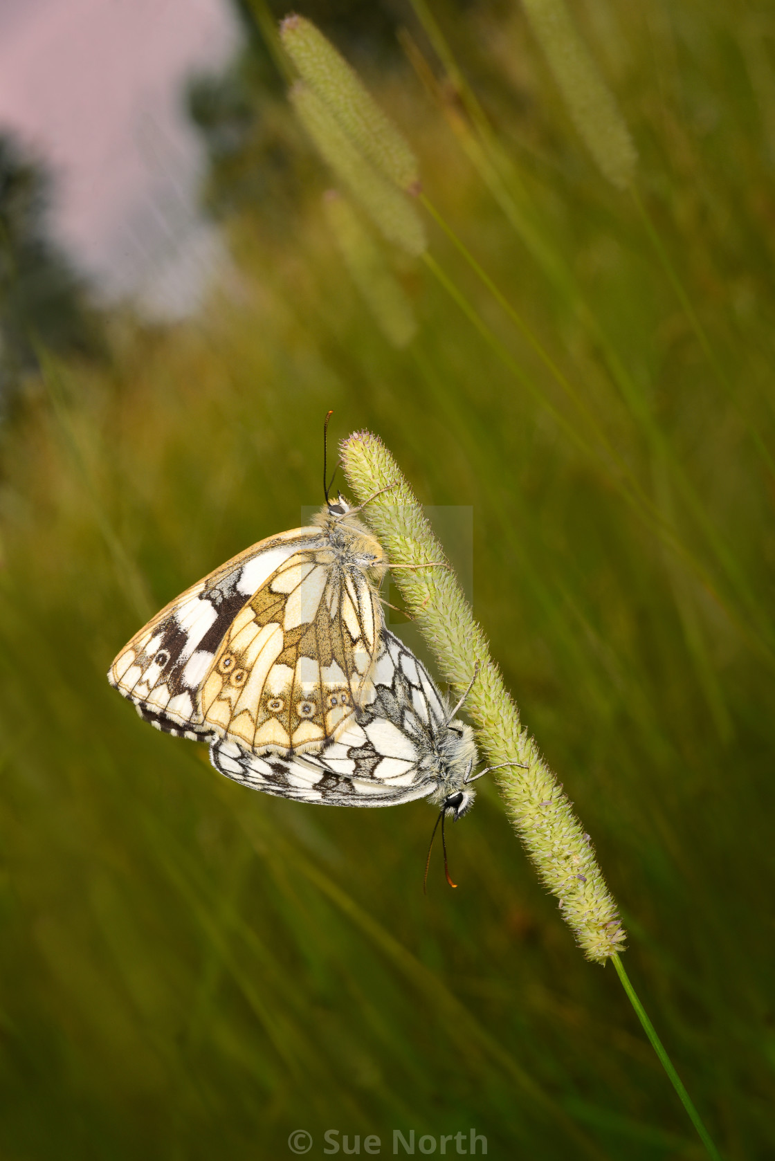 "Marbled White butterfly Melanargia galathea no 1" stock image