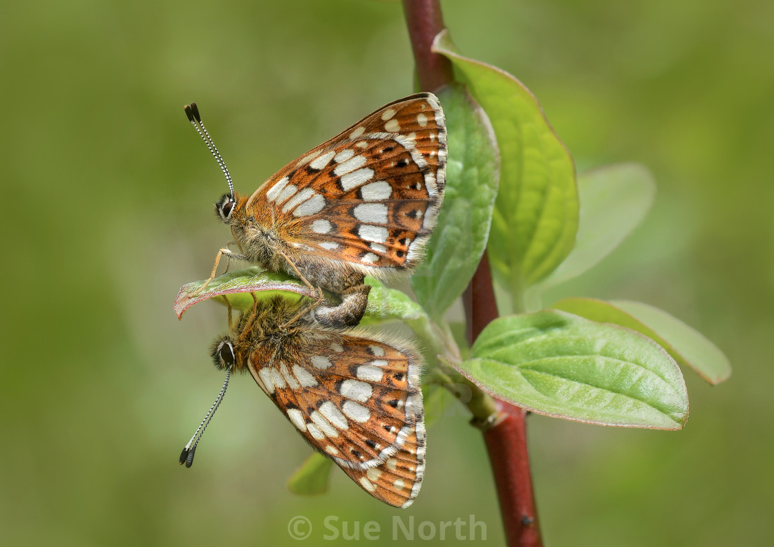 "Duke of burgundy butterfly Hamearis lucina no 1" stock image