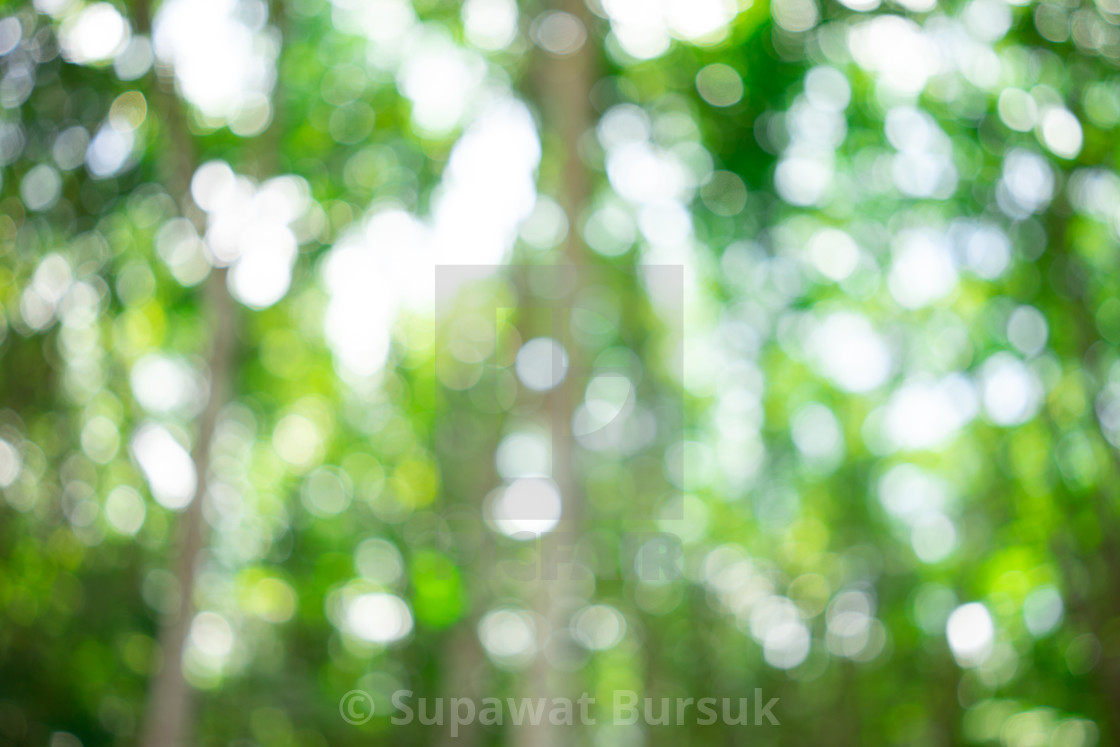 blurred green nature background with natural light with copy spa - License,  download or print for £ | Photos | Picfair