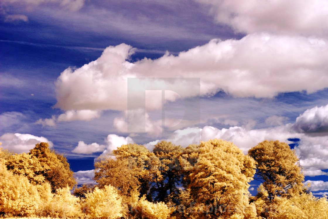 "Golden trees under the cloudy blue sky in infrared photo" stock image