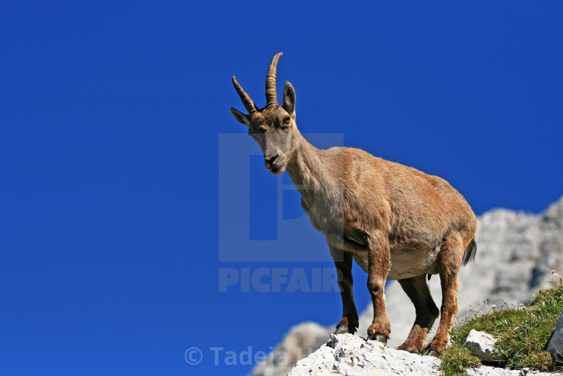 "The Alpine ibex" by Tadeja Horvat - $16.29 "The Alpine ibex" stock image