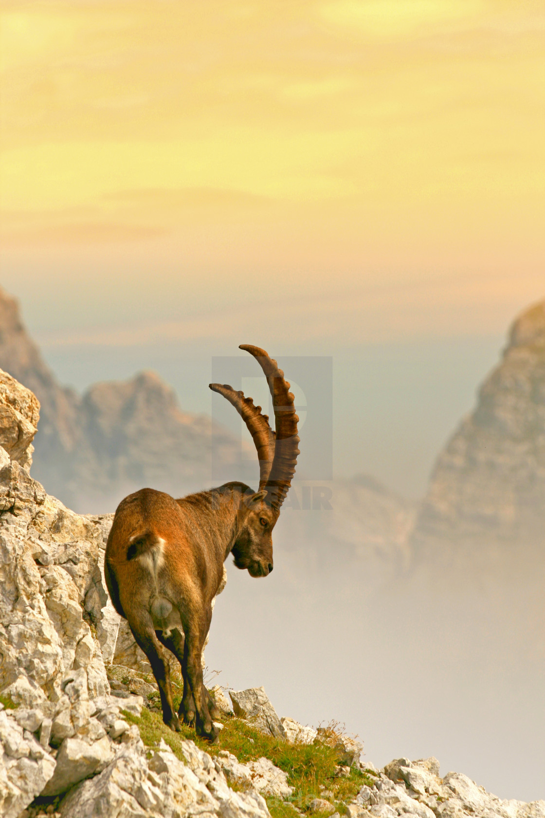 "The Alpine ibex" by Tadeja Horvat - $20.76 "The Alpine ibex" stock image