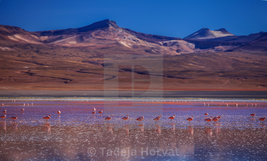 "Flamingos" by Tadeja Horvat - $16.15 "Flamingos" stock image