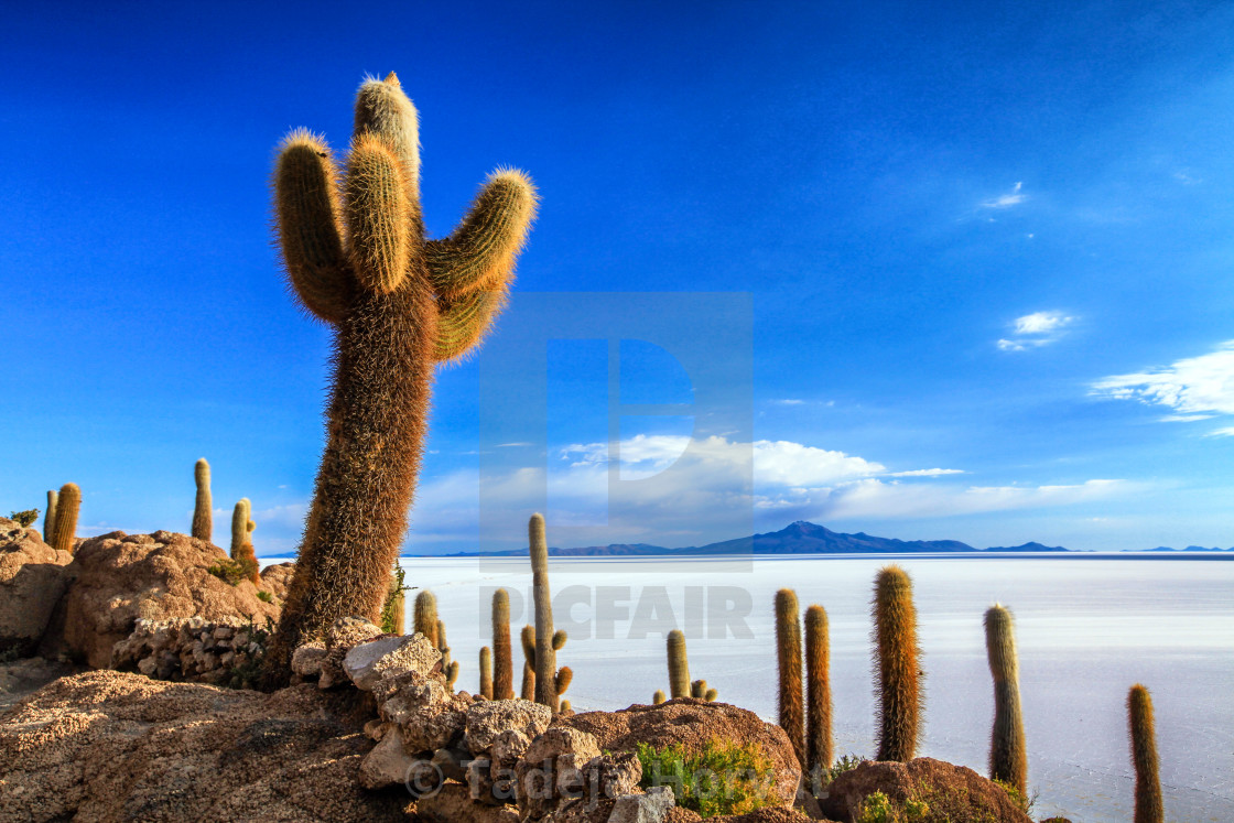 "Isla Incahuasi and Salt Flat of Uyuni" by Tadeja Horvat - $18.30 "Isla Incahuasi and Salt Flat of Uyuni" stock image