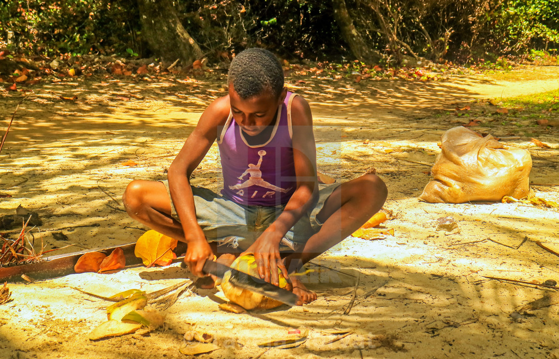 "Local slicing open coconut" by Tadeja Horvat - $16.29 "Local slicing open coconut" stock image