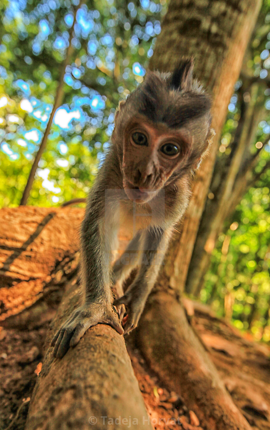 "Monkey" by Tadeja Horvat - $16.51 "Monkey" stock image
