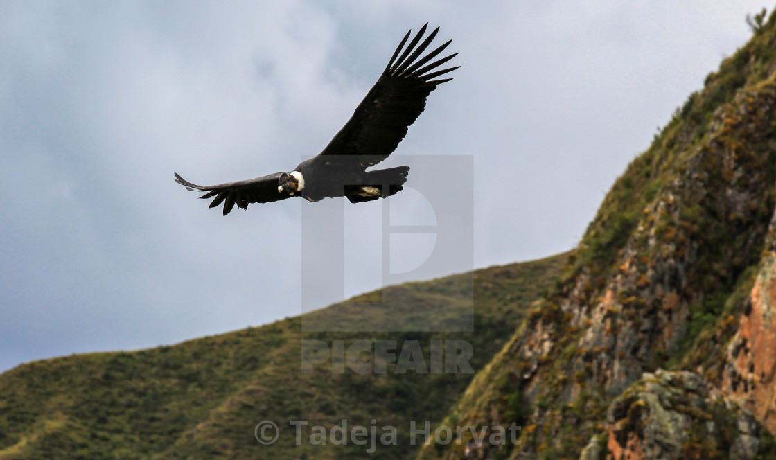 "Andean condor" by Tadeja Horvat - $19.52 "Andean condor" stock image