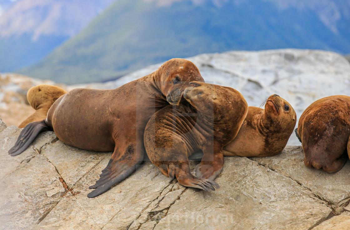 "Sea Lions" stock image