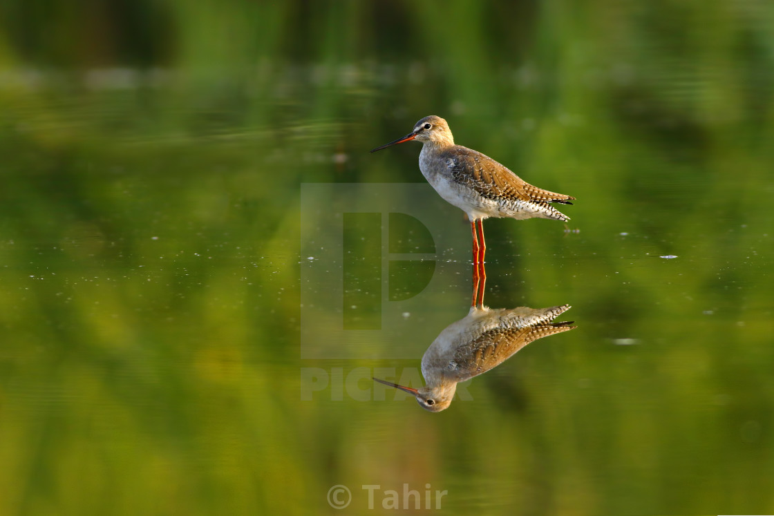 "Spotted Red shank" stock image