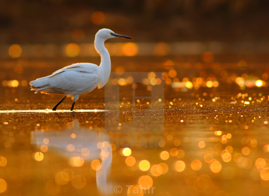 "The pond of Bokeh" stock image