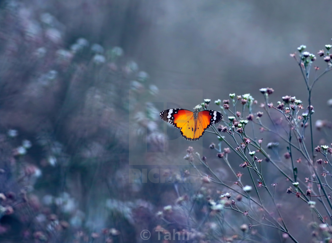 "Orange butterfly" stock image