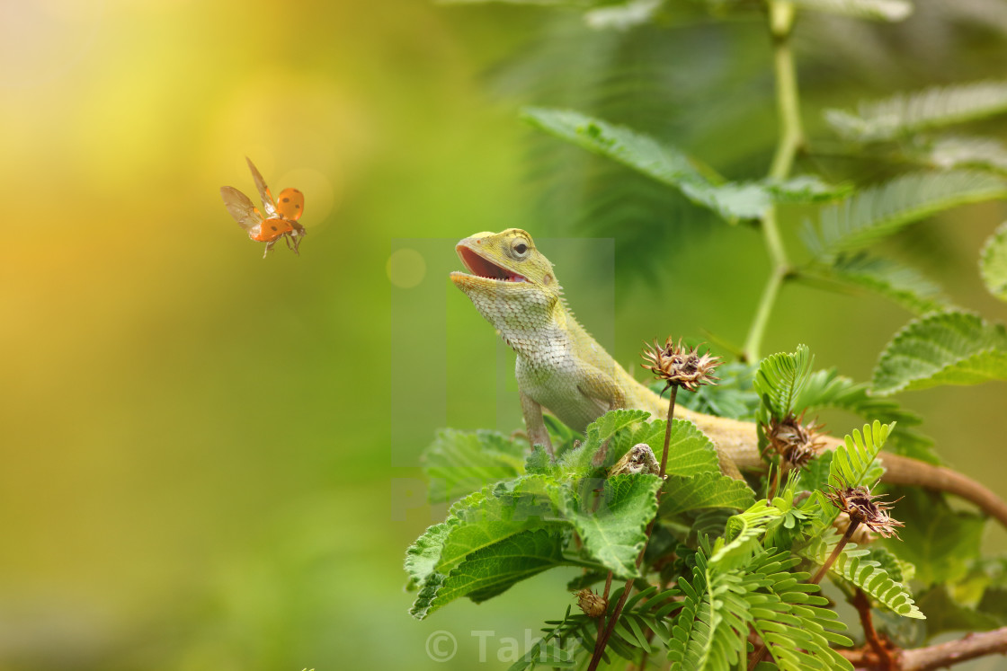 "The garden lizzard" stock image