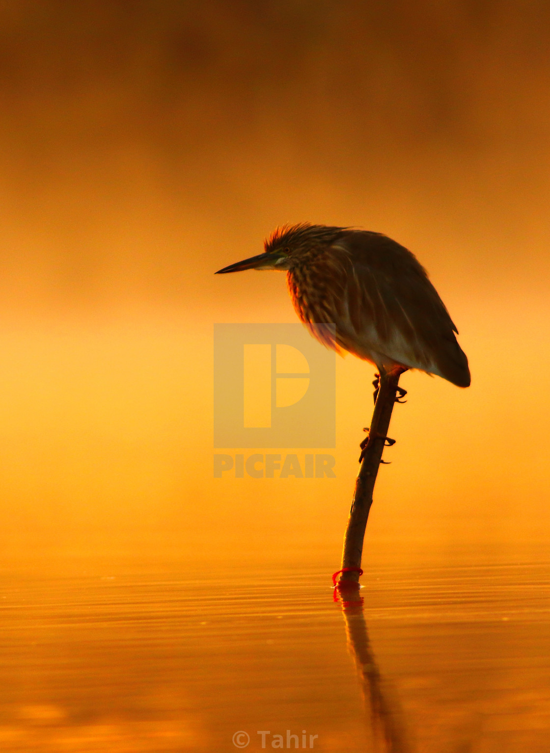 "Indian pond heron At Sunrise" stock image