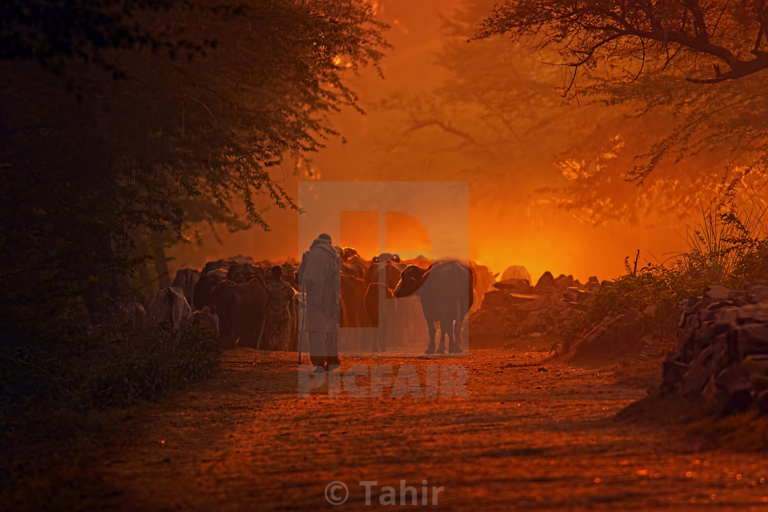 "Cows Herd at sunset" stock image