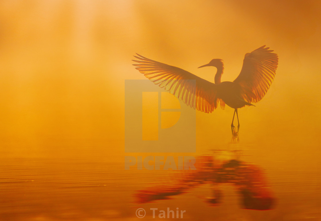 "Beautiful bird Dancing in lake at sunrise in Misty morning" stock image