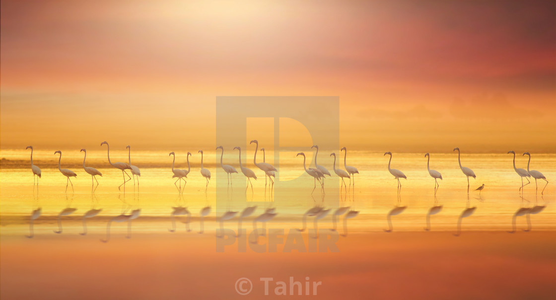 "Greater flamingo in Colorful lake" stock image