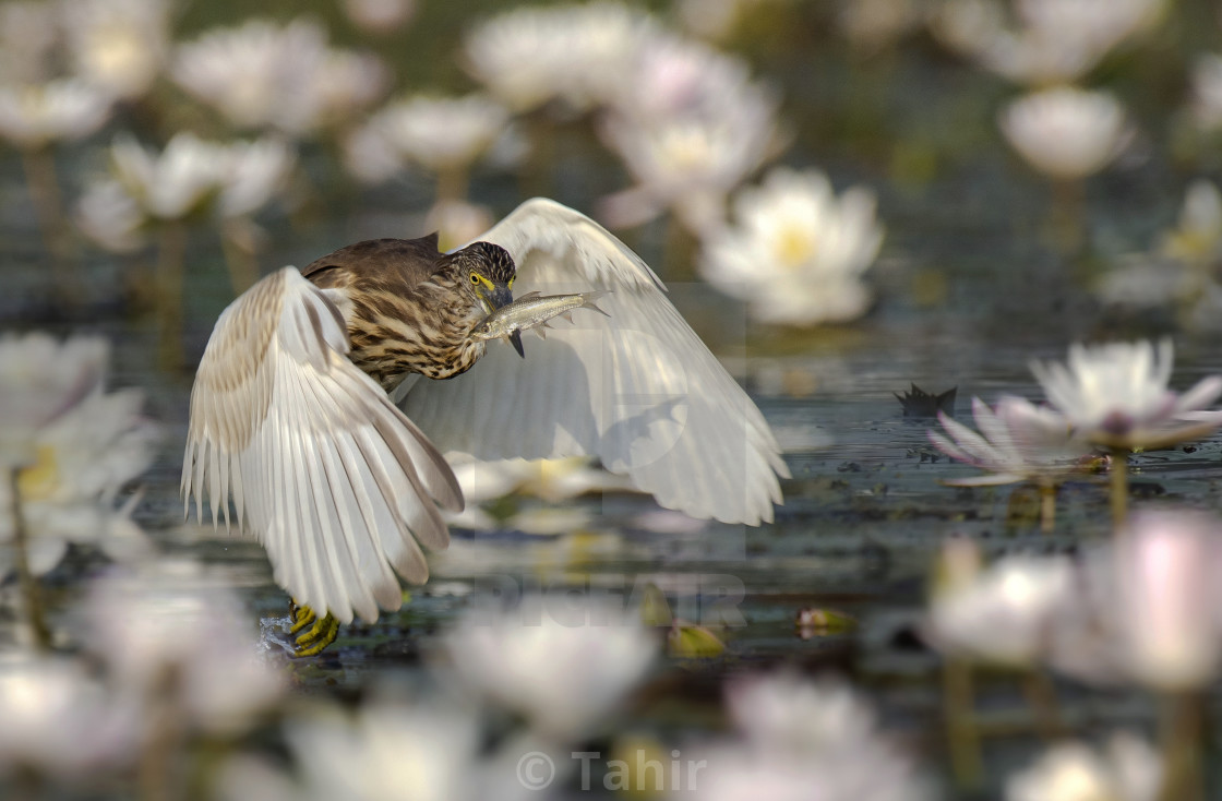 "Indian Pond heron Fishing in Pond" stock image