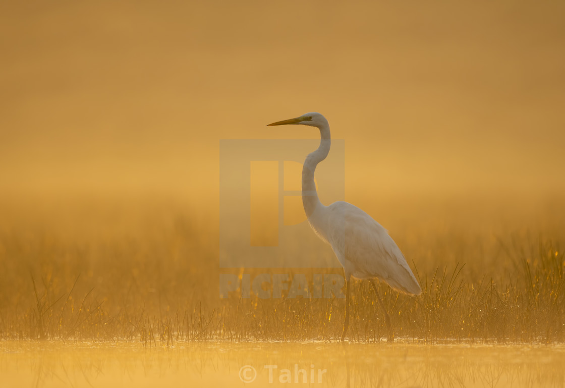 "Great Egret in misty Morning" stock image