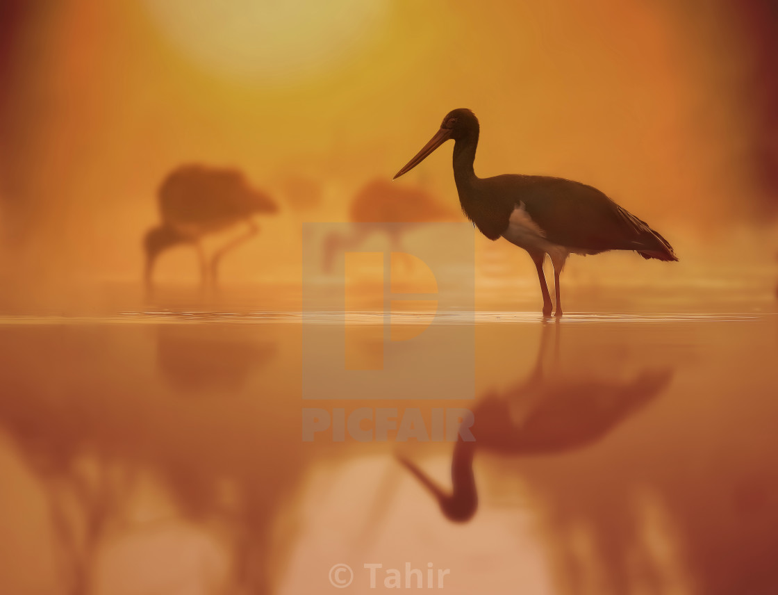 "Flock of black Storks Fishing at sunrise in Misty morning" stock image