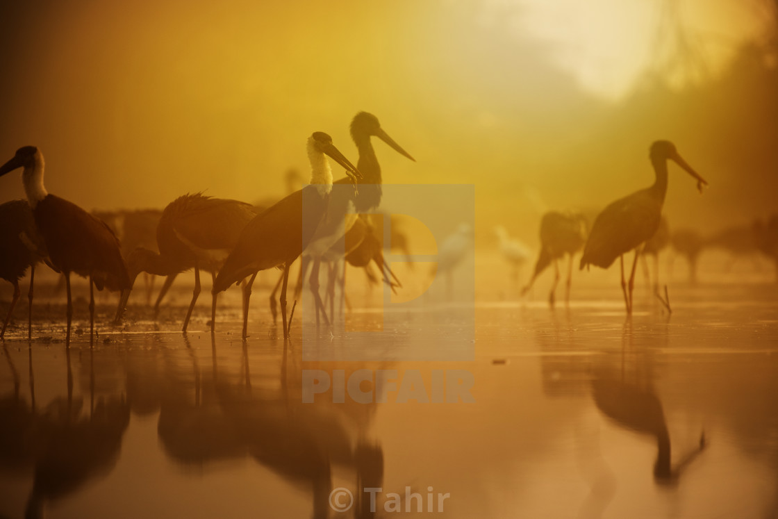 "Woolly necked stork fishing at sunrise" stock image