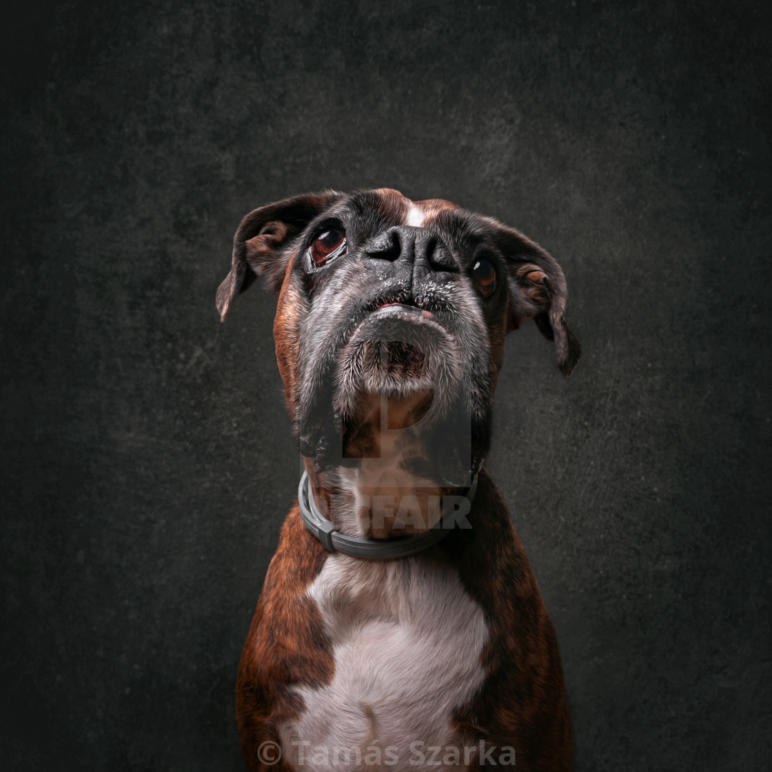 "Boxer portrait" stock image