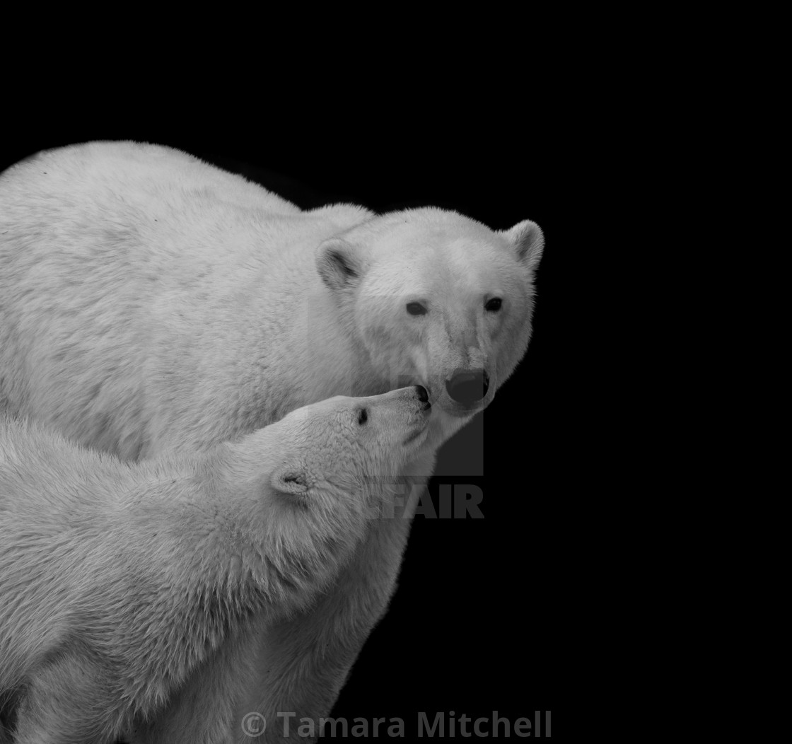 "Polar bear mother and cub" stock image