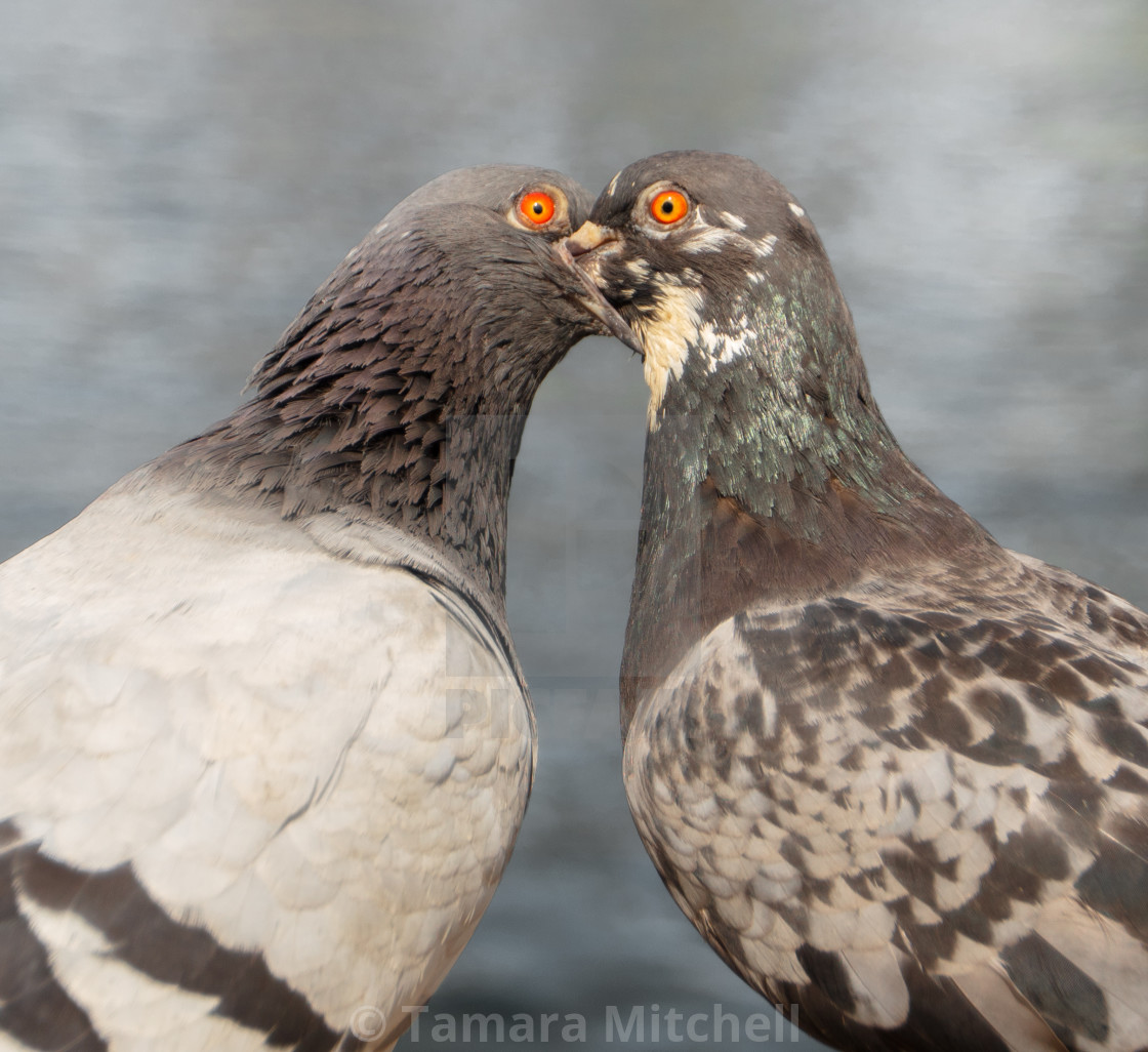 "Pigeon peck" stock image