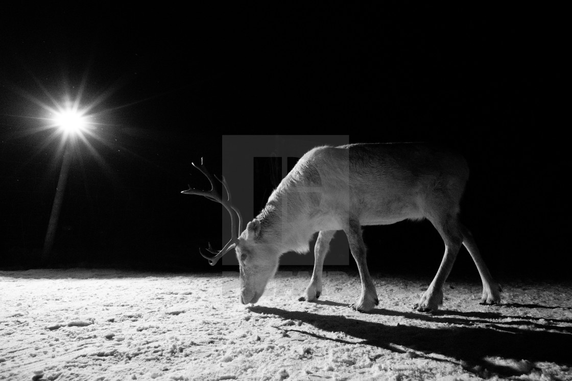 "Rudolf the Reindeer" stock image