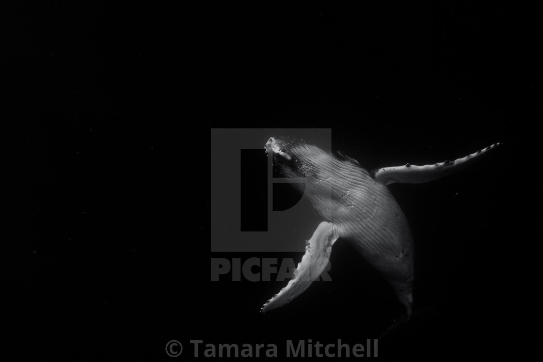 "Young whale spreading wings" stock image