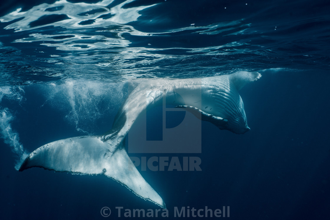 "Whale tail" stock image