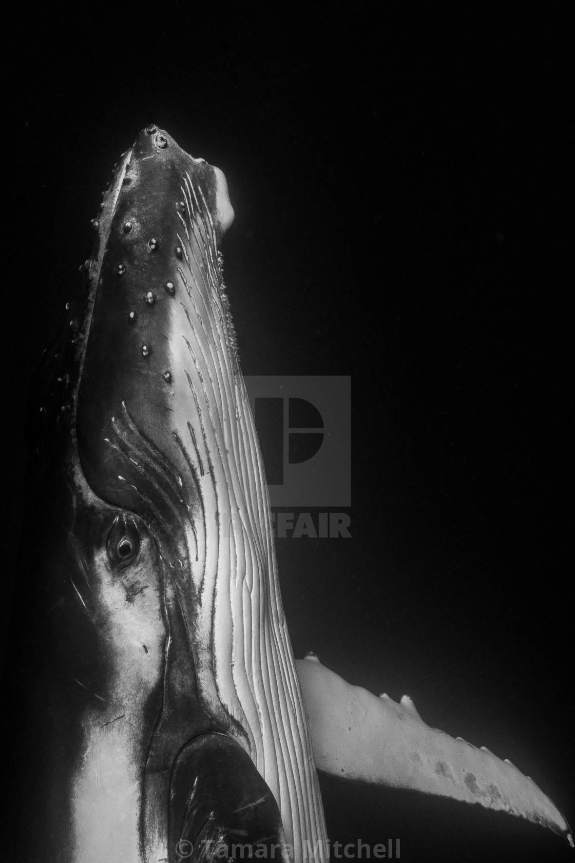 "Baby humpback greeting" stock image