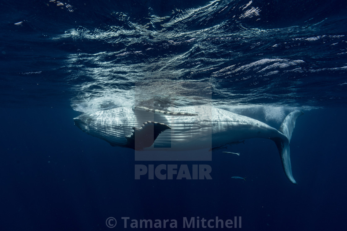 "Playful humpback" stock image